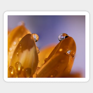 Macro of Water Drops on a Flower Sticker